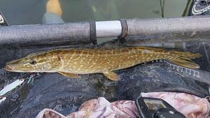 Brochet