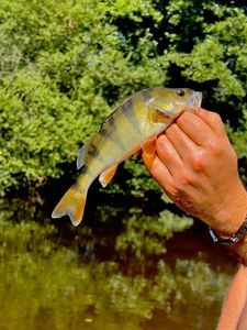 European Perch