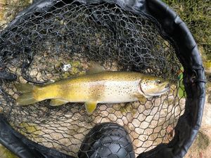 Brown Trout