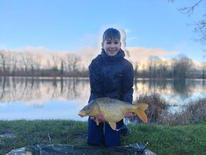 Carpes comune
