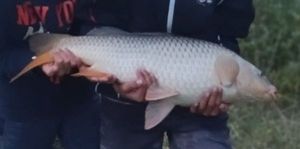 Common Carp