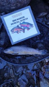 Brown Trout