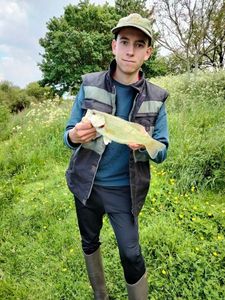 Largemouth Bass