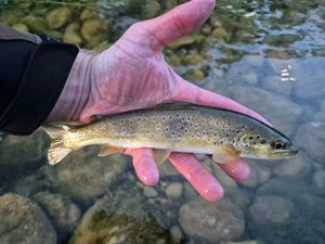 Brown Trout