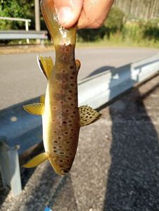 Rainbow Trout