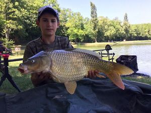 Common Carp