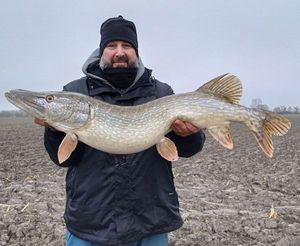 Northern Pike
