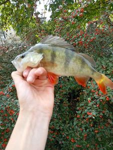 European Perch