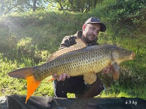 Common Carp