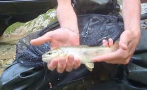 Brown Trout