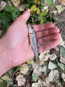 Gudgeon