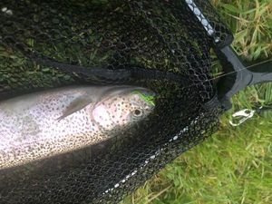 Rainbow Trout