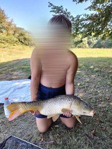 Common Carp