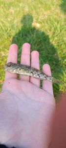 Giant Goby