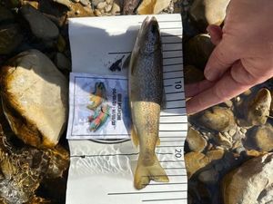 Brown Trout
