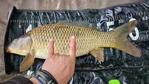 Common Carp