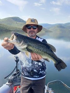 Largemouth Bass