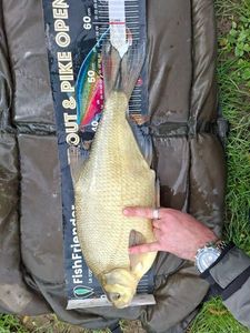 Common Bream