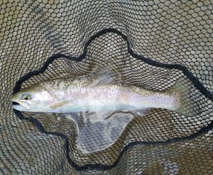 Rainbow Trout