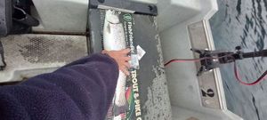 Rainbow Trout