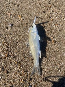 European Bass (Seabass)