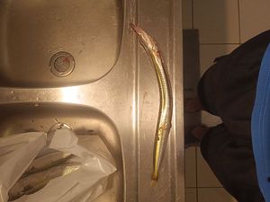 Northern Sand Lance