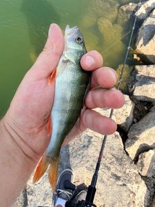 European Perch