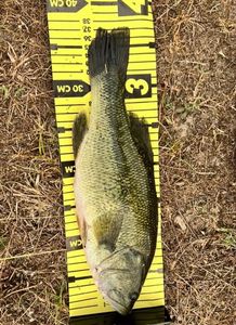 Largemouth Bass