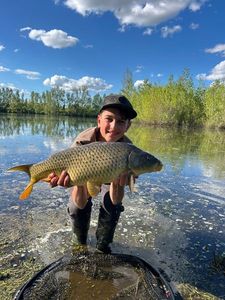Common Carp