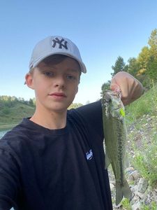 Largemouth Bass