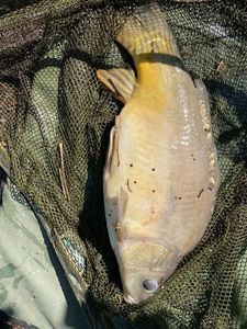 Leather Carp