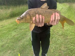 Common Carp