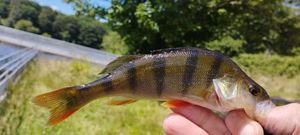 European Perch