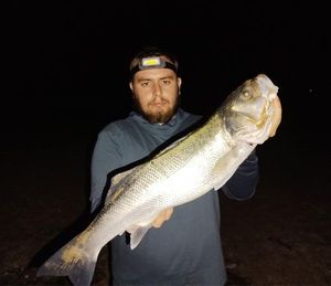 European Bass (Seabass)