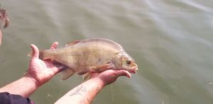 Common Bream