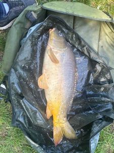 Leather Carp