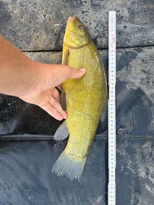 Tench