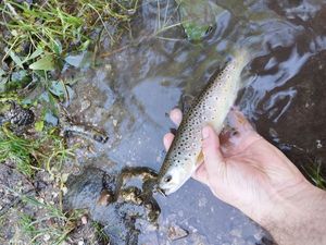 Brown Trout