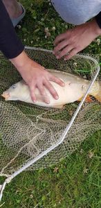 Grass Carp