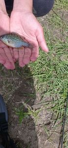 Green Sunfish