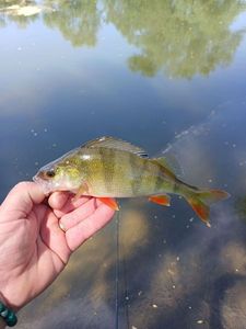 European Perch