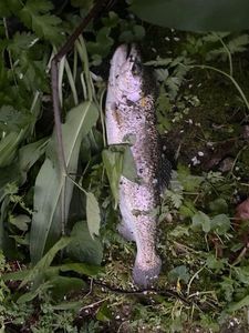 Rainbow Trout