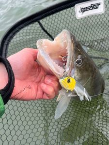 Zander