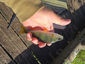 European Perch