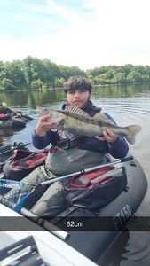 Zander