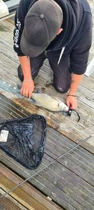 Common Bream