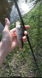 European Perch
