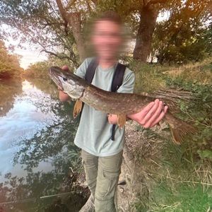 Northern Pike
