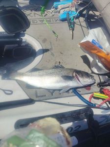 European Bass (Seabass)