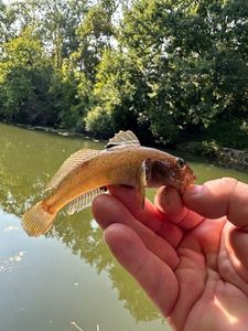 Round Goby